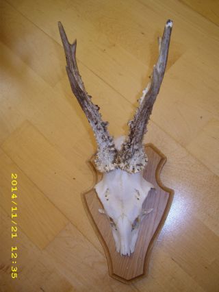 Rehbock Hirsch Gehörn Geweih Holzplatte Jagd Trophäenschild Rotwild Deer Head Bild