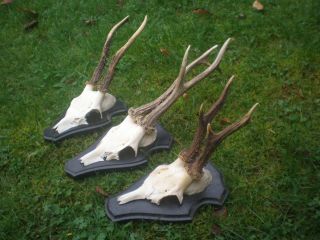 3 X Geweih Gehörn Jagdtrophäe Rehbock Rehgeweih Trophäe Reh Hirsch Bild