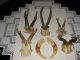 5 X Rehgehörn Gehörn Rehbock Jagd Trophäe,  2 X Große Wildschwein Keiler Hauer Jagd & Fischen Bild 1
