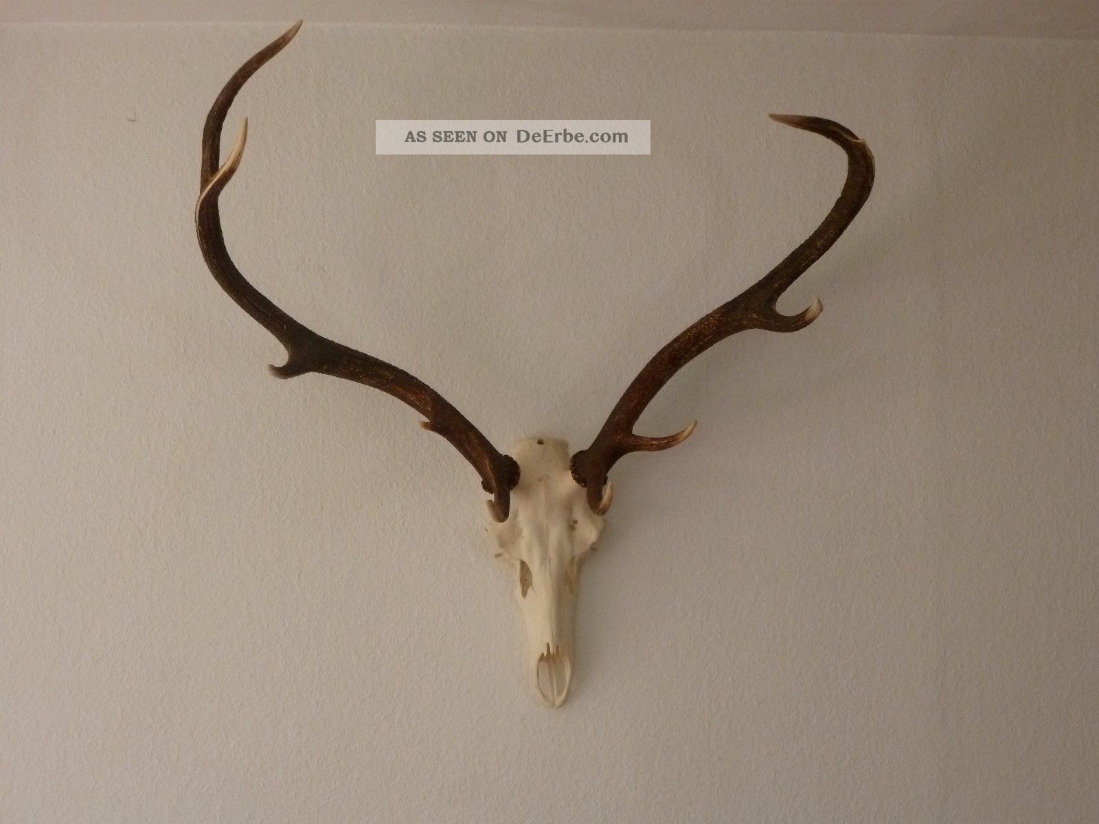 Hirschgeweih In 83278 Traunstein/oberbayern Jagd & Fischen Bild