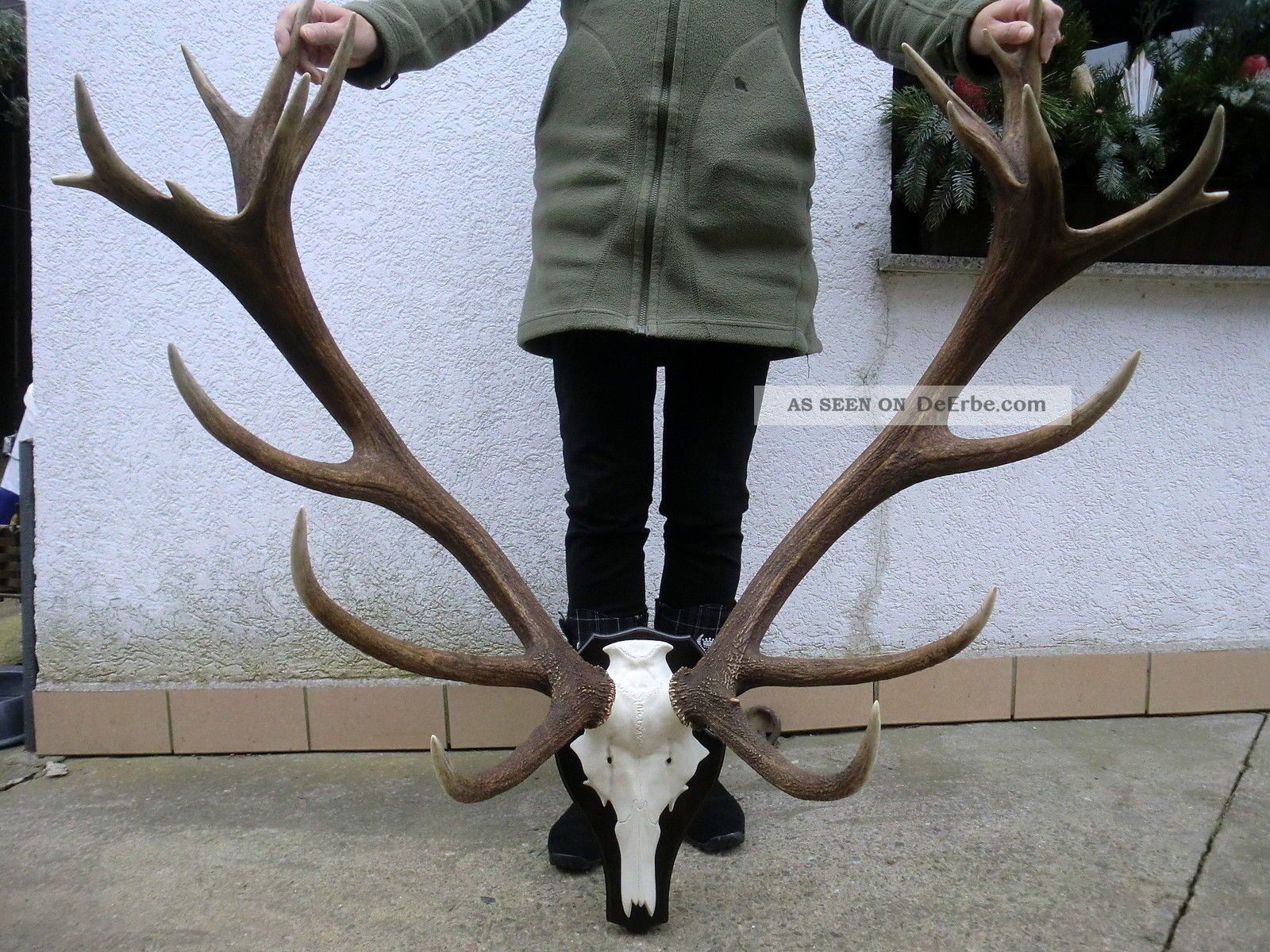 Schönes 20ender Hirschgeweih Abwurfstangen Geweih Gehörn Horn Geweihstangen Jagd & Fischen Bild