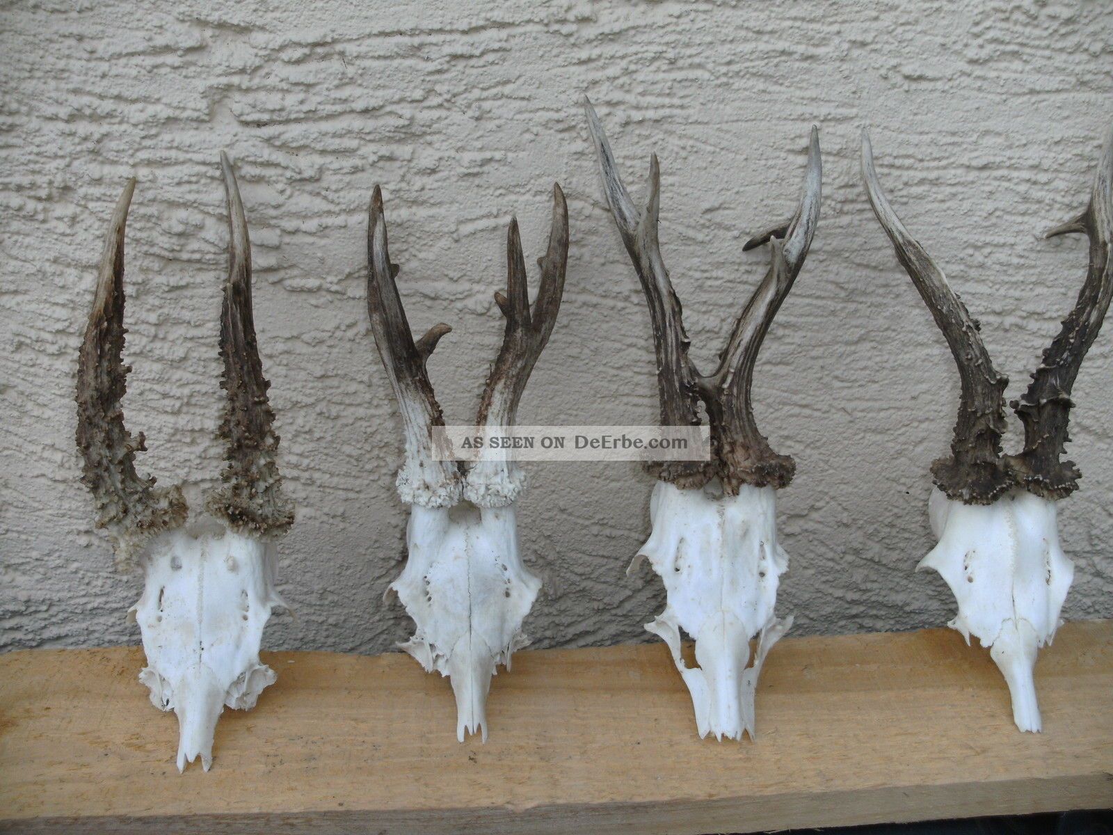 4 Abnorme Reh Geweihe Gehörne Rehbock Roe Deer Antlers Jagdtrophäe Jagd & Fischen Bild
