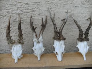 4 Abnorme Reh Geweihe Gehörne Rehbock Roe Deer Antlers Jagdtrophäe Bild