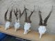 4 Abnorme Reh Geweihe Gehörne Rehbock Roe Deer Antlers Jagdtrophäe Jagd & Fischen Bild 2