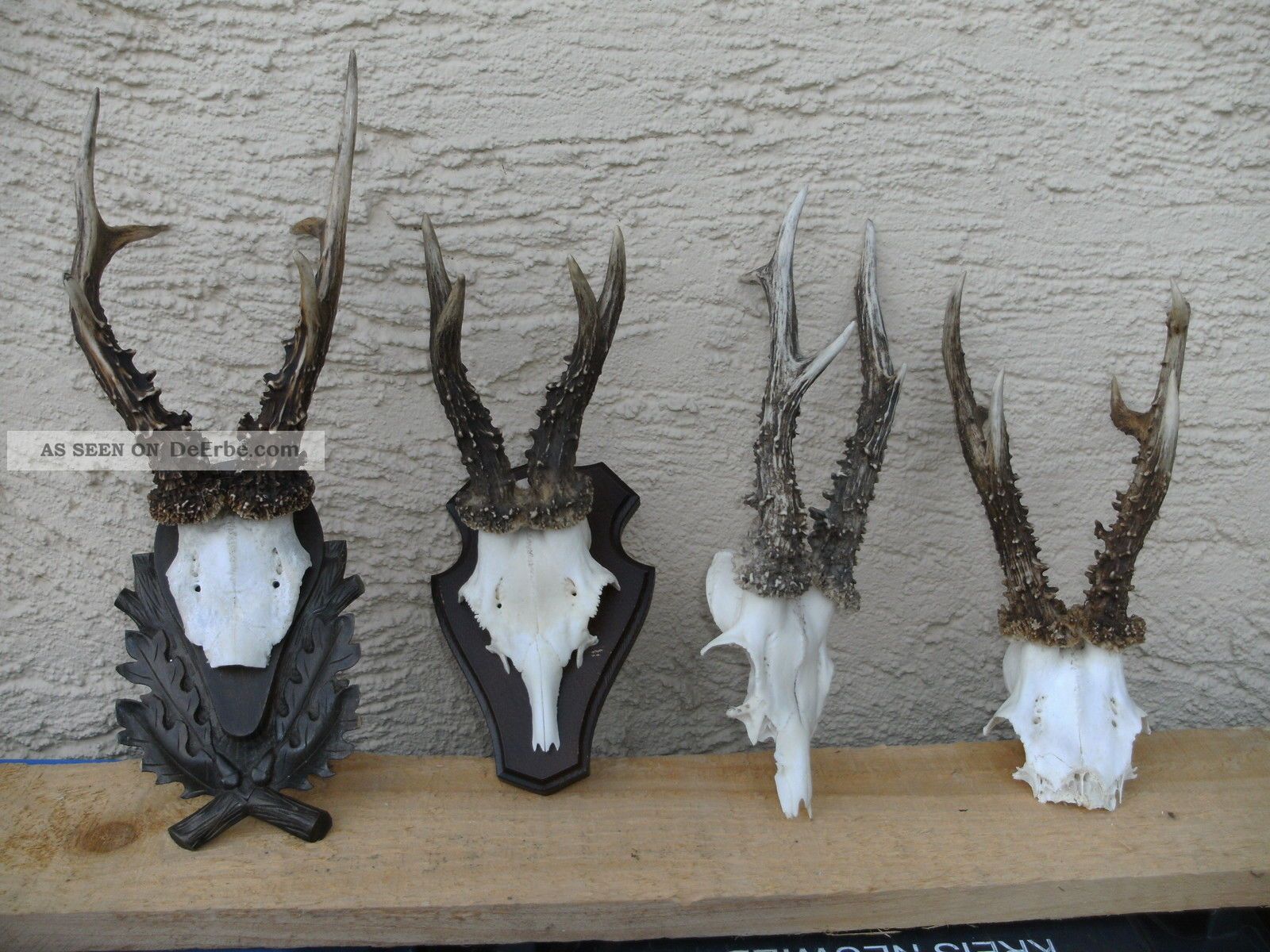 4 Starke Reh Geweihe Gehörne Rehbock Roe Deer Antlers Jagdtrophäe Jagd & Fischen Bild