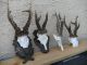 4 Starke Reh Geweihe Gehörne Rehbock Roe Deer Antlers Jagdtrophäe Jagd & Fischen Bild 2