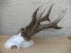 4 Starke Reh Geweihe Gehörne Rehbock Roe Deer Antlers Jagdtrophäe Jagd & Fischen Bild 3