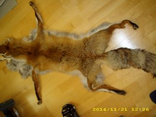 Rotfuchsfell Rotfuchs Fuchsfell Fuchs Fell Tierfell Jagd Trophäe Fox Fur 130cm Bild