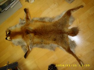 Rotfuchsfell Rotfuchs Fuchsfell Fuchs Fell Tierfell Jagd Trophäe Fox Fur 108cm Bild