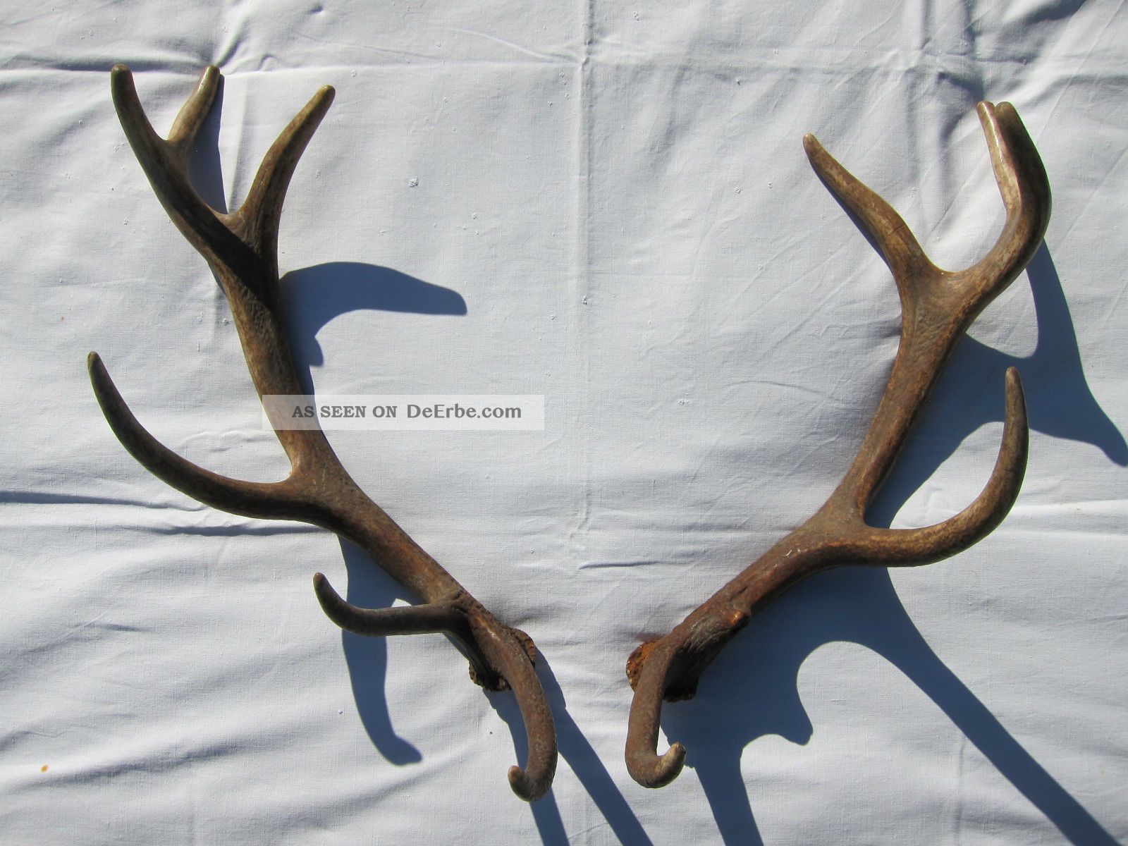 Schöne Kleinere Abwurfstangen Paar Hirsch Hirschgeweih Geweih Hirschhorn Jagd & Fischen Bild