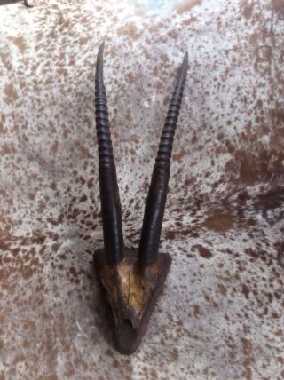 Großes Geweih Antilope Bild