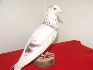 Präparierte Brieftaube,  Präparat,  Taxidermy,  Ausgestopft,  Mit Ring Von 1989. Bild