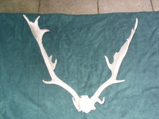 Damhirschgeweih Dammhirsch Damhirsch Geweih Hirschgeweih Fallow Deer 2,  5 Kg Bild