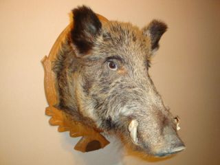 Wildschweinkopf,  Keiler,  Kopf,  Kopfpräparat,  Präparat,  Wildschwein Bild