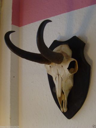 Gamshorn Gams Krucken Trophäe Jagd Geweih Auf Holz Von Ca 1970 Bild