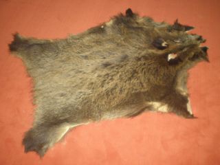 Schönes Wildschweinfell,  Sauschwarte,  Keiler,  Vorleger,  Tierfell,  Jagdtrophäe Bild