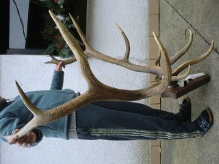Wapiti / Maral Geweihstangen Auf Kunstschädel,  Hirschgeweih Abwurfstangen Geweih Bild
