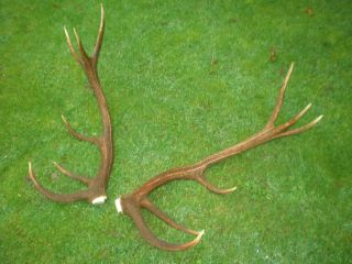 Kapitales Geweih,  Geweihstangen,  Paar Geweih 12 Ender Rothirsch,  90 Cm Bild