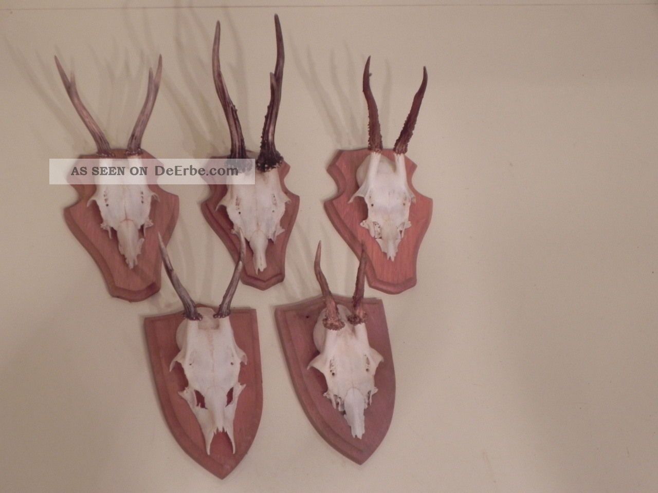 5 Rehgeweihe Geweihe Rehgeweih Reh Gehörn Gehörne 21.  297 Geschenkidee Dekoidee Jagd & Fischen Bild