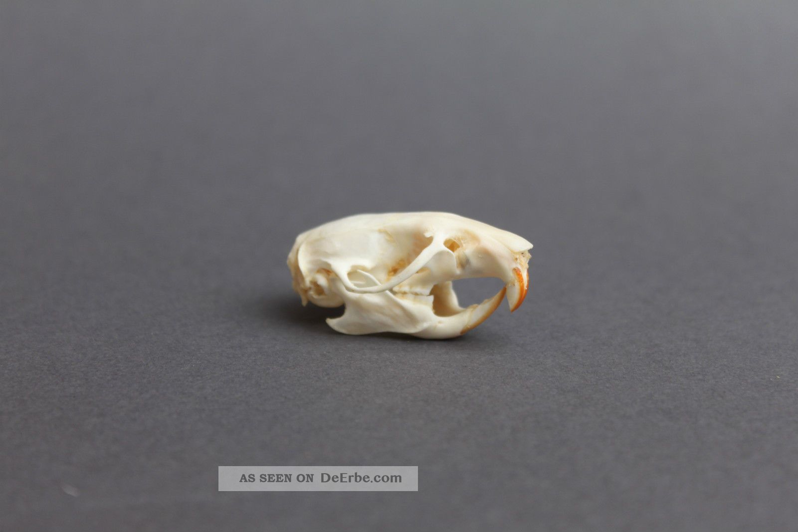 Wanderratte Schädel Jagd Deko Knochen Präparat Rattus Norvegicus Jagd & Fischen Bild