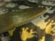 Afrikanisches Jadtmesser Der Tuaregs Aus Tansania Jagd & Fischen Bild 8