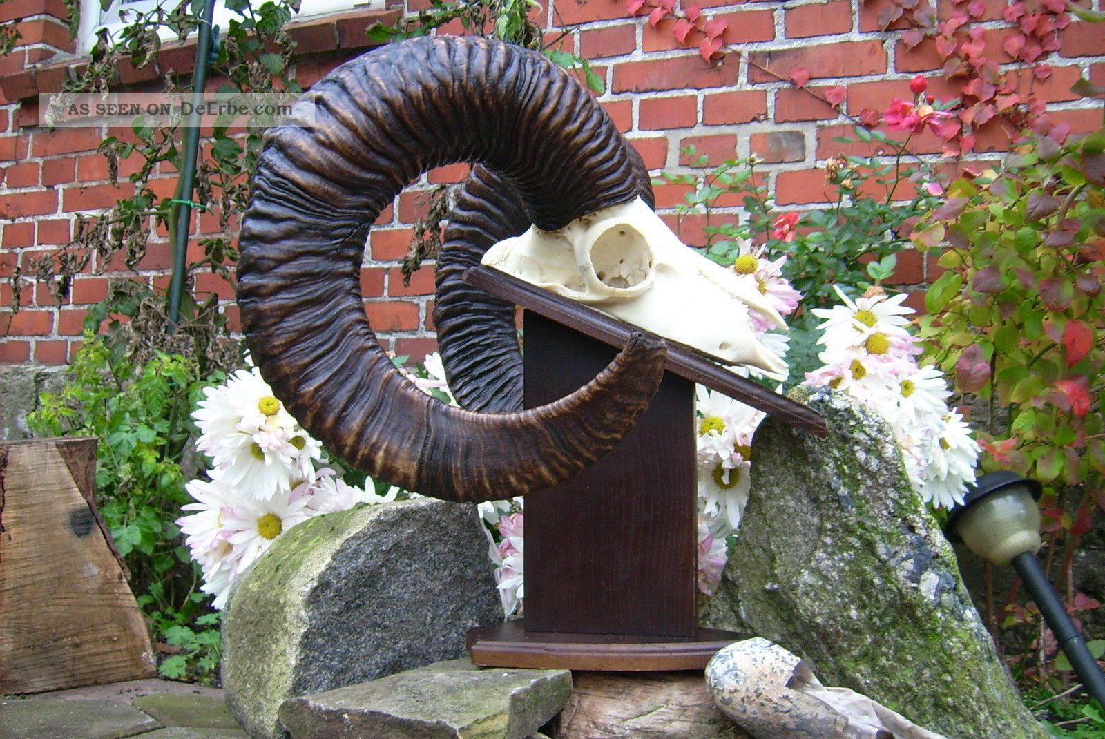 Kapitaler Muffelwidder Im Medaillenrang Muffel Widder Mufflon Geweih Gehörn Edel Jagd & Fischen Bild