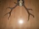 Hirschgeweih,  Geweih,  Jagdtrophäe,  Schädel 91 Cm Jagd & Fischen Bild 4