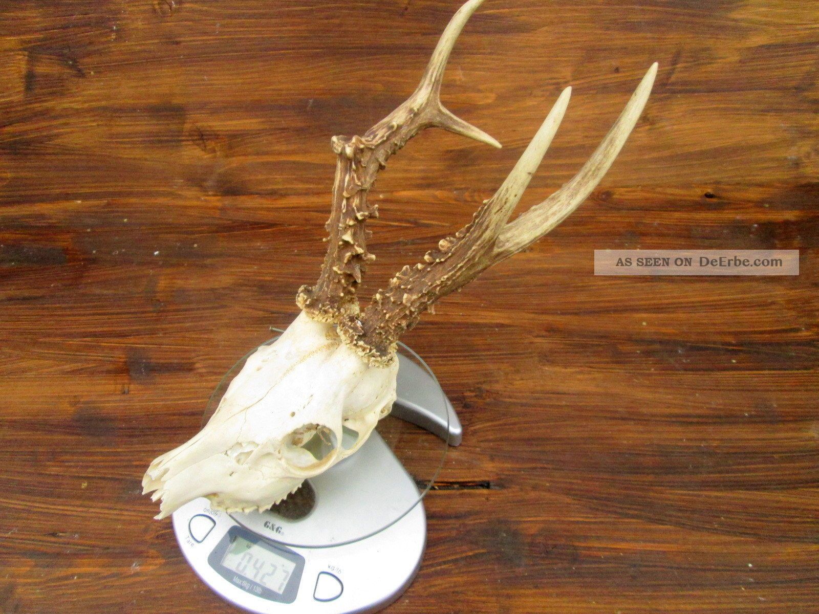 Rehgeweih - 427 Gramm 6 Ender - Hirschgeweih - Geweih - Jagdtrophäe - Fell - Rehbock - Alte Berufe Bild