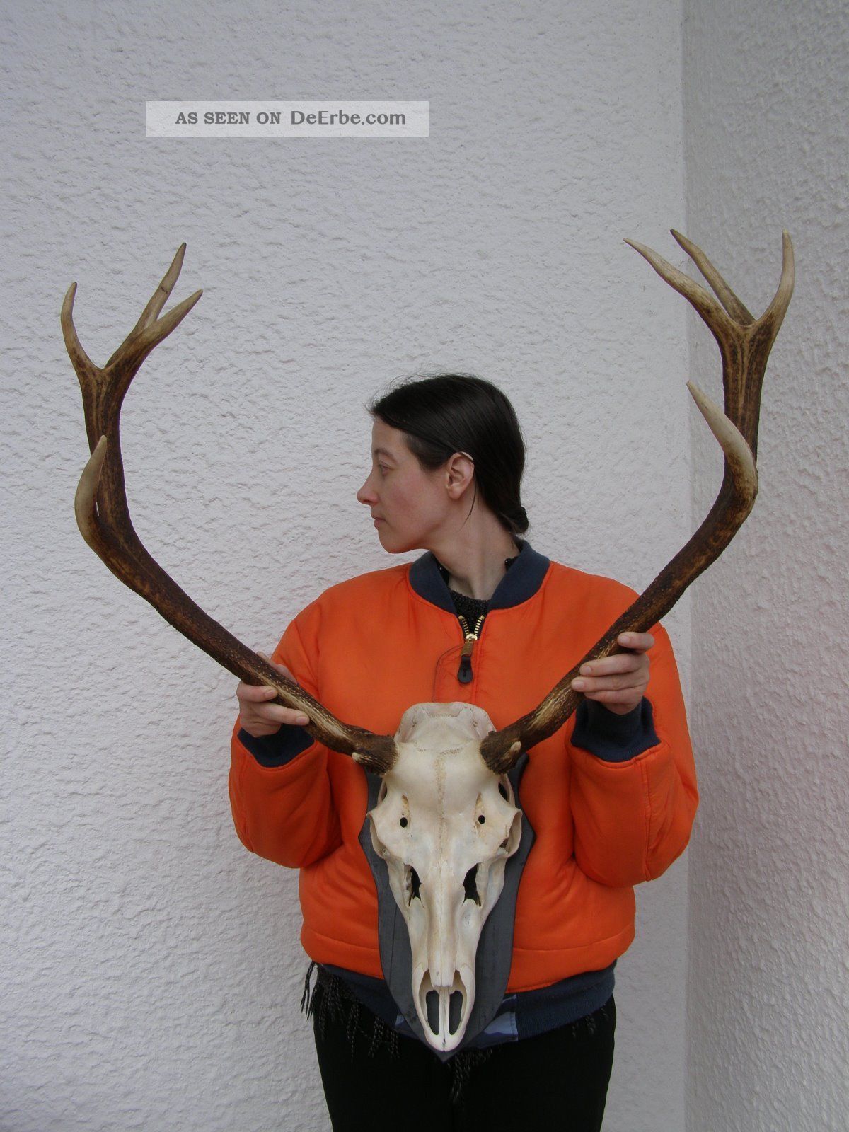 Kapitaler Geweih Rothirsch.  Echtschädel.  Kräftiges Geweih Jagd & Fischen Bild