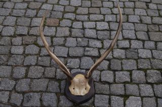 4 Großer Ender Auf Holzplatte - Hirschgeweih Horn Hirsch Wild Jäger Bild