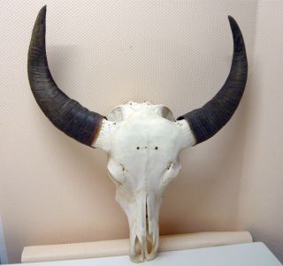 Stierschädel Büffelschädel Longhorn Echte Knochen Schädel Indianer Deko Trophäe Bild