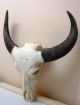 Stierschädel Büffelschädel Longhorn Echte Knochen Schädel Indianer Deko Trophäe Jagd & Fischen Bild 1