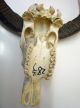 Stierschädel Büffelschädel Longhorn Echte Knochen Schädel Indianer Deko Trophäe Jagd & Fischen Bild 6