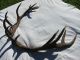 Kapitale Abwurfstangen Paar Hirsch Hirschgeweih Geweih Hirschhorn Jagd & Fischen Bild 1