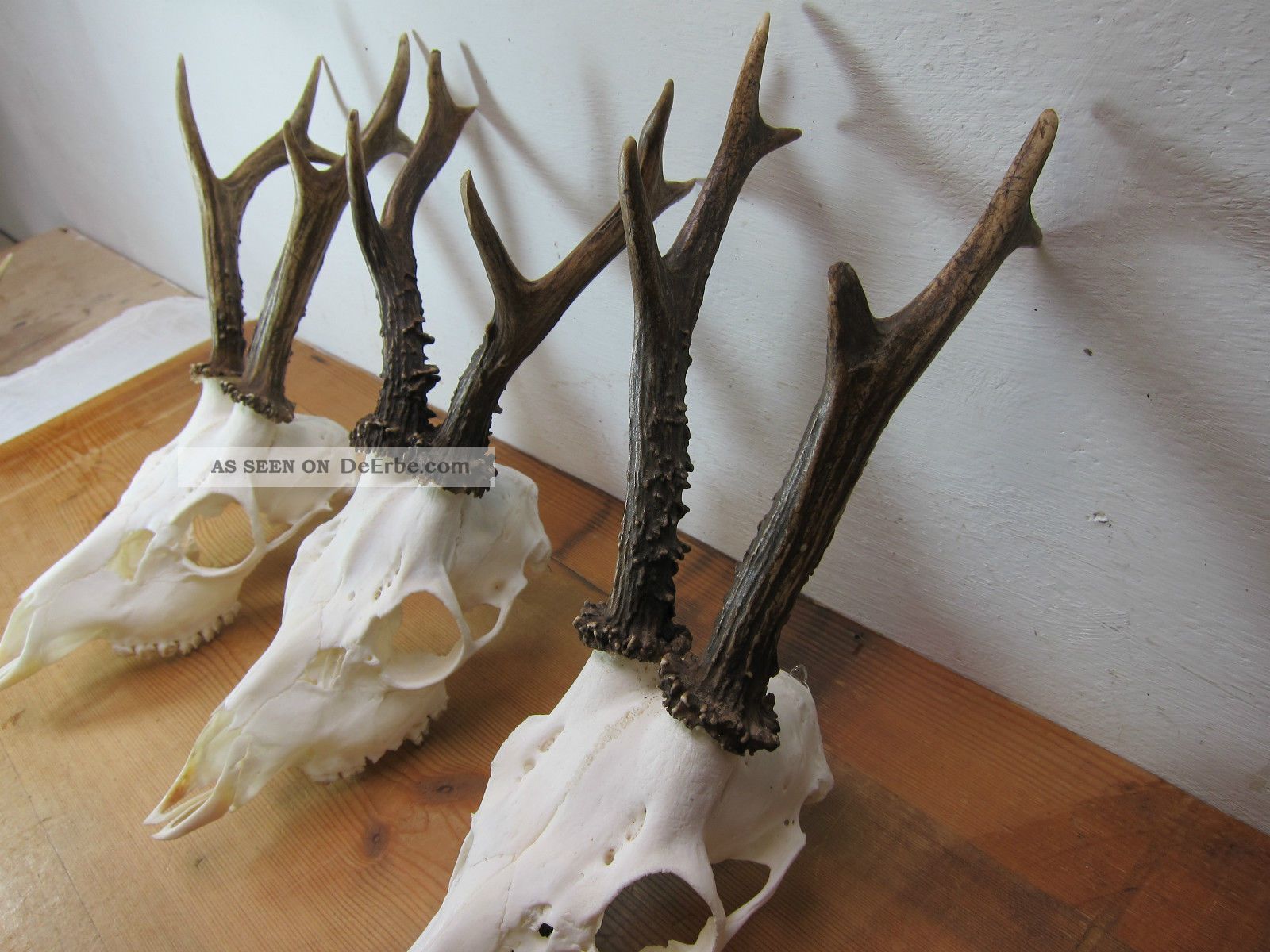 3x Schönes Starkes Rehgehörn,  Rehgeweih Rehbock Gehörn Rehtrophäe Jagdtrophäe Jagd & Fischen Bild