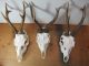 3x Schönes Starkes Rehgehörn,  Rehgeweih Rehbock Gehörn Rehtrophäe Jagdtrophäe Jagd & Fischen Bild 1