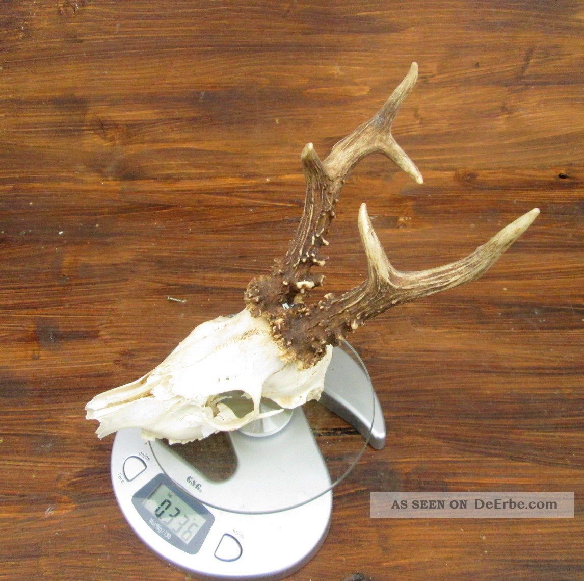Rehgeweih - 336 Gramm 6 Ender - Hirschgeweih - Geweih - Jagdtrophäe - Fell - Rehbock - Alte Berufe Bild