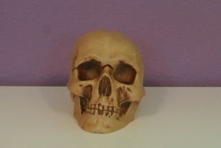 Alter Schädel,  Totenkopf,  Skull Aus Horn Geschnitzt Bild