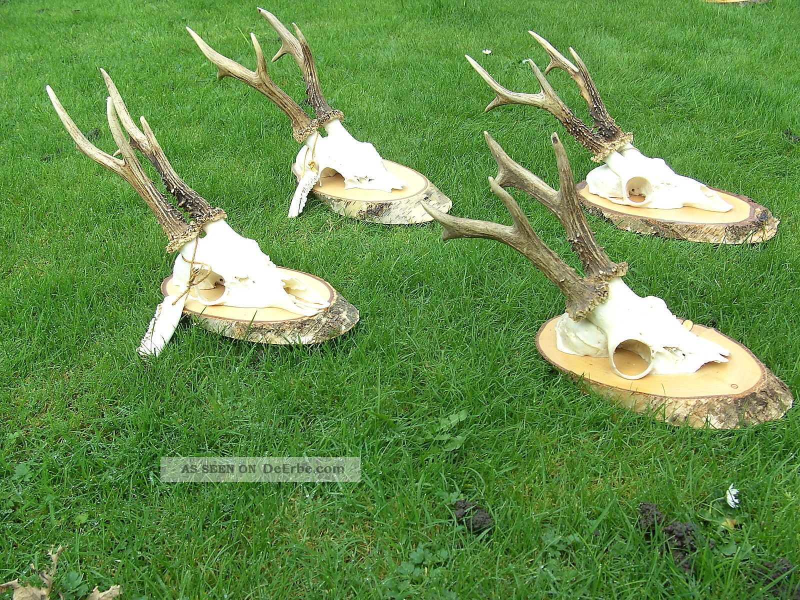 Geweih Gehörn Rehbock Trophäe Reh Jagd Präparat Jagd & Fischen Bild