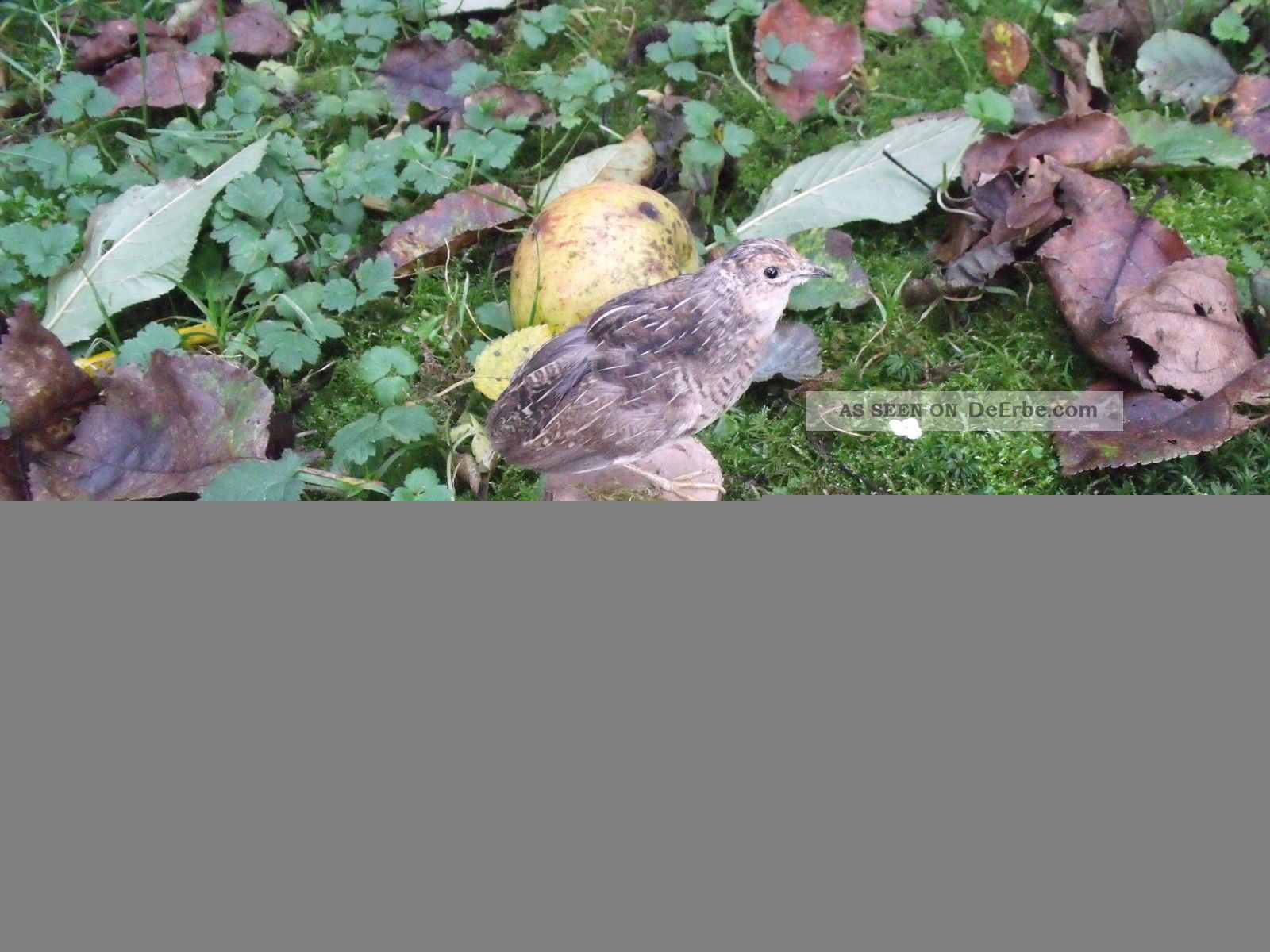 Präparierte Chinesiche Zwergwachtel,  Weibchen,  Ausgestopft,  Präparat,  Taxidermy Jagd & Fischen Bild