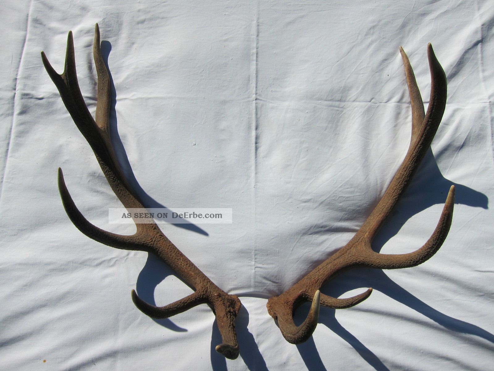 Starke Abwurfstangen Paar Hirsch Hirschgeweih Geweih Hirschhorn 1 Jagd & Fischen Bild