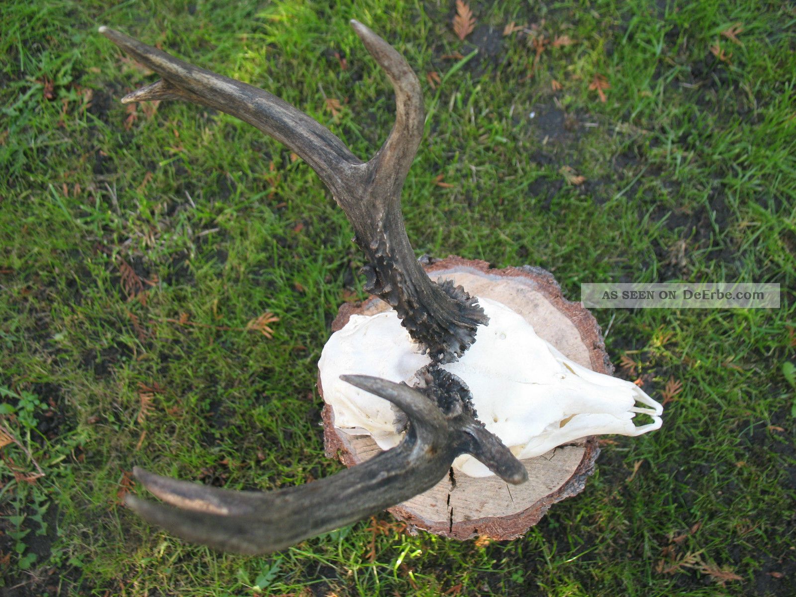 Kapitaler Rehbock 8er Jagd & Fischen Bild