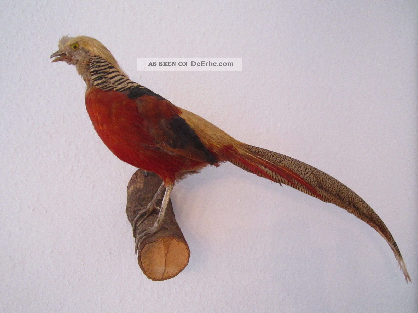 Goldfasan Fasan Tierpräparat Präparat Alt Ausgestopft Tier Vogel Jagd & Fischen Bild