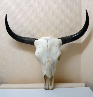 Stierschädel Büffelschädel Longhorn Echte Knochen Schädel Indianer Deko Trophäe Bild