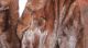 Real Mink Fur Coat Nerzmantel Piel Pelliccia Pelz Vison Fourrure Only 3 Days Xl Kleidung Bild 5