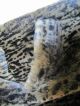 Pelzweste Nutria GefÄrbt Leopard Gr.  42 - 44 Меховой жилет нутрии Color БАРС Kleidung Bild 10