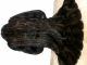 Eleganter Nerzmantel In Mahagonie Gr.  36/38 Bodenlang 120 Cm Kleidung Bild 6