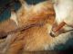 Antiker Fuchs Pelz Stola Fuchskragen Fuchsfell Rotfuchs Echtfell Kleidung Bild 5