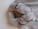 Calw - Llama Mantel Mit Blaufuchs Kragen,  Blaufuchs Stulpen Gr.  40/42 Kleidung Bild 3