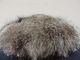 Silberfuchs Kragen Fuchs Pelz Pelzkragen Stola Fox Fur Collar Kleidung Bild 2